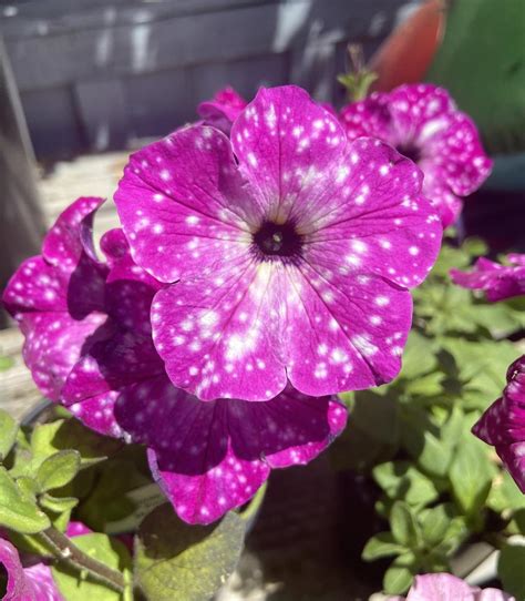 Unearthing the Wonders of Magical Petunias in My Surroundings